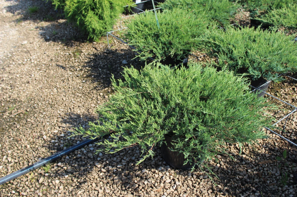 Juniperus horizontalis `Agnieszka`_С15 (5).JPG